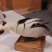 IMG-3732