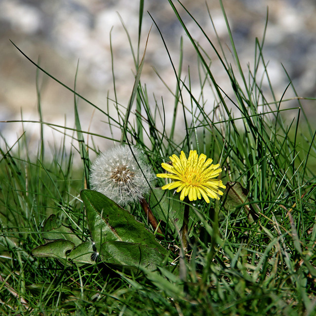 IMGP4430.jpg