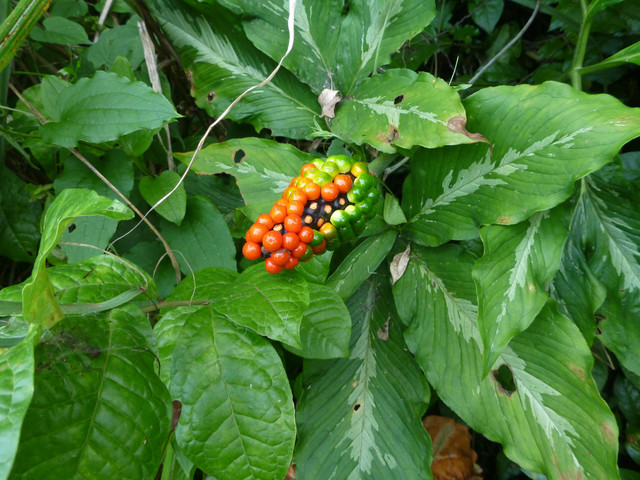P1320591.jpg