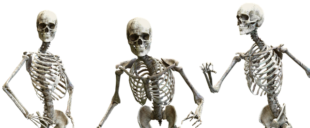 skeleton-3342754-1280