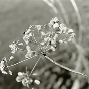 Scan-120910-0019