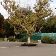 DSC 0130