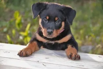 Rottweiler Puppy Health: Top Supplements & One to Skip