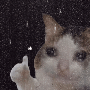 ok-cat-okay-cat.gif