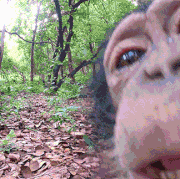 giphy.gif
