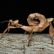 weird-looking-leaf