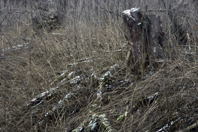 DSC8459-2.jpg