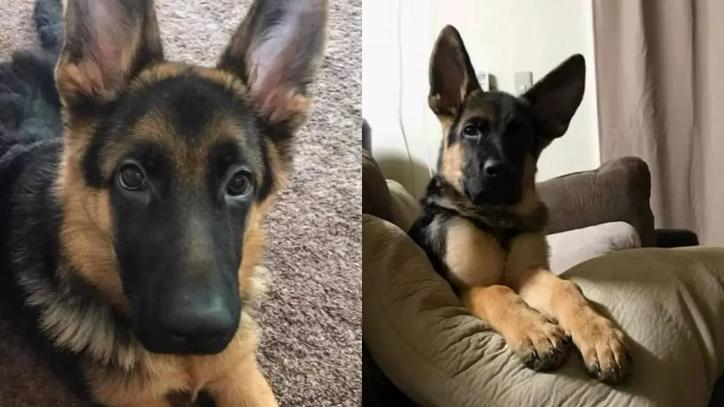 Owner Grieves Late Dog by Holding Cherished Memories Close