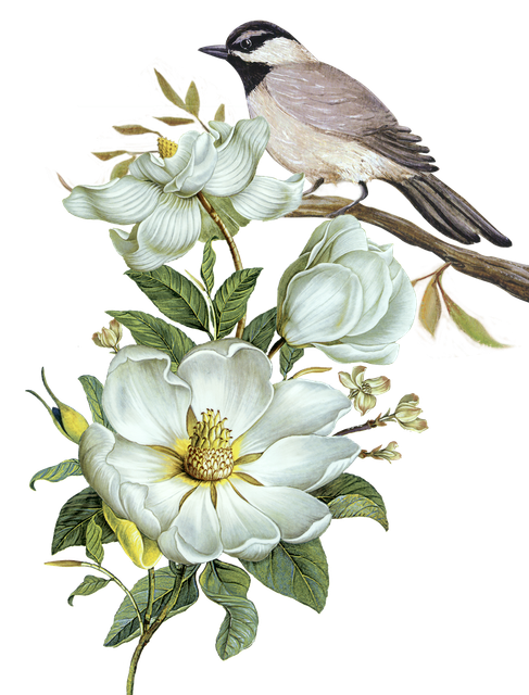 pngegg (57).png