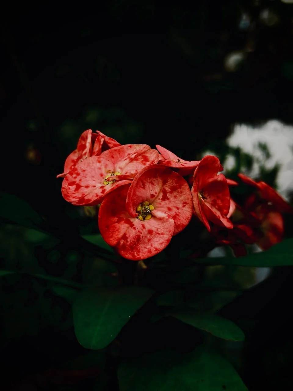 High quality Dark Aesthetic Wallpaper wallpaper by Henad8832 from Pixabay