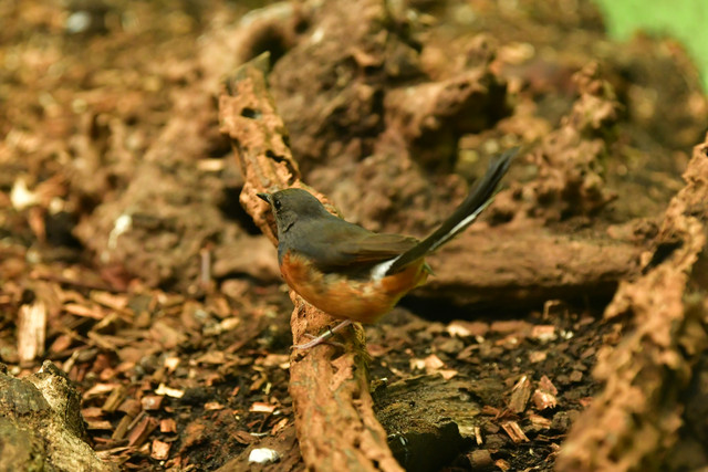 White-rumped shama female at Copenhagen Zoo
