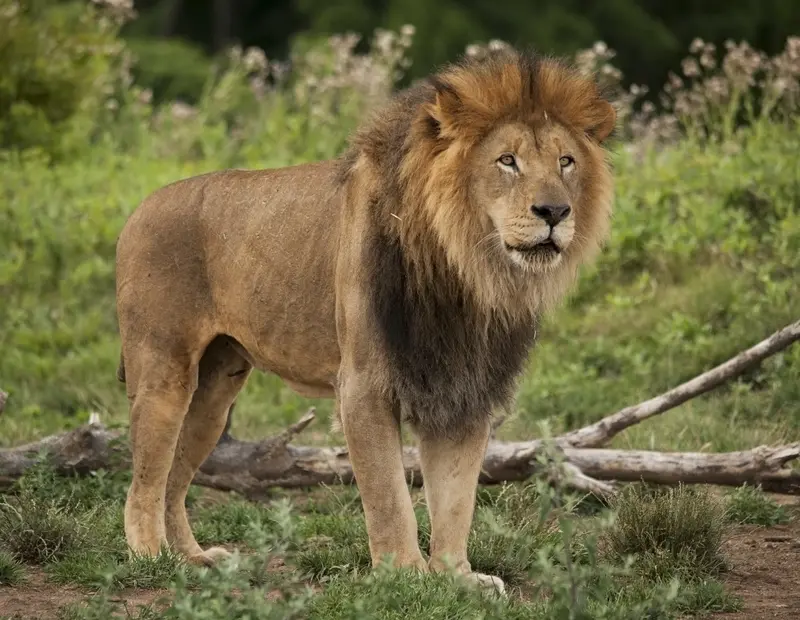 Descoperire șocantă: Lei, tigri și urși într-o grădină zoologică ilegală lângă București