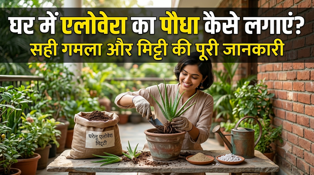 गमले में लगा एलोवेरा पौधा