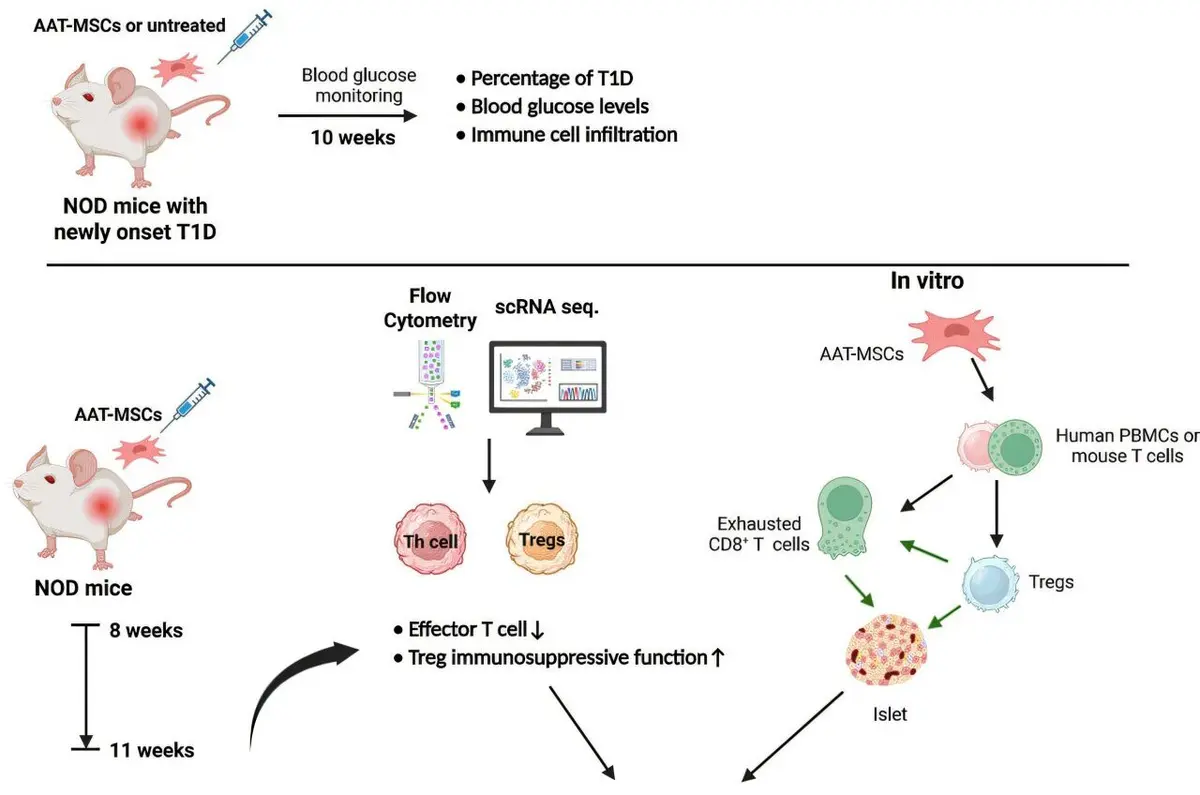 Stem Cells Reverse Type 1 Diabetes in Mice