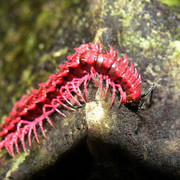 millipede