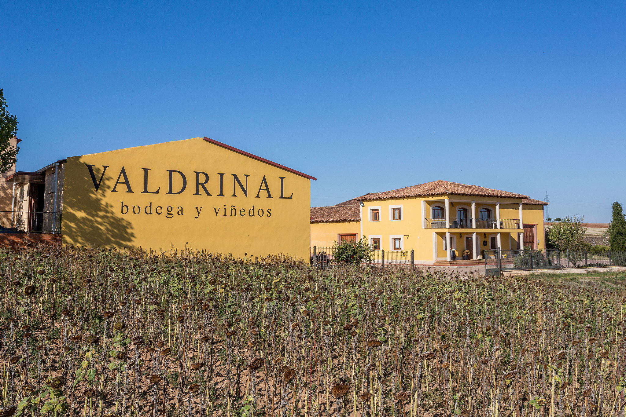 Vignoble Valdrinal, Ribera del Duero
