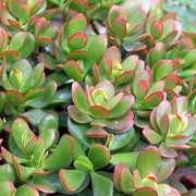IMG-2325