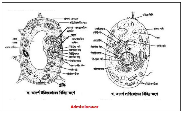 আদর্শ উদ্ভিদ ও প্রাণিকেষের বিভিন্ন অংশ