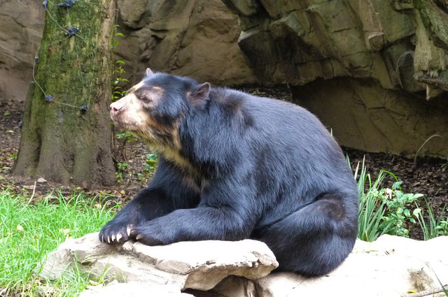 Oso con gafas.jpg