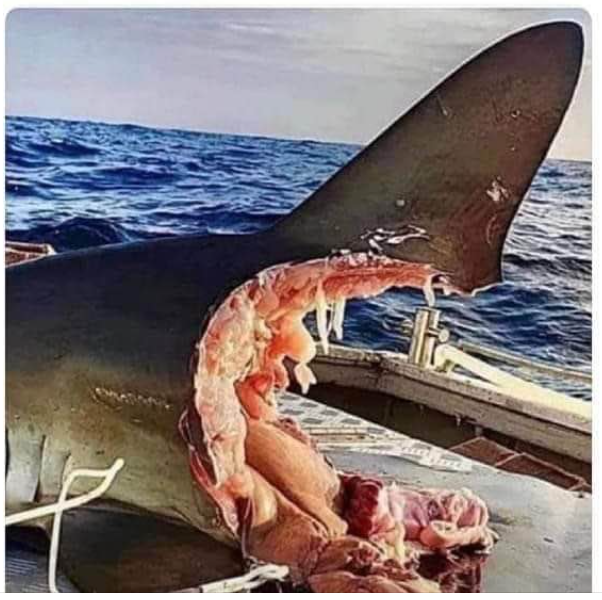 jaws.png