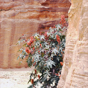 SS0-DSC-3084