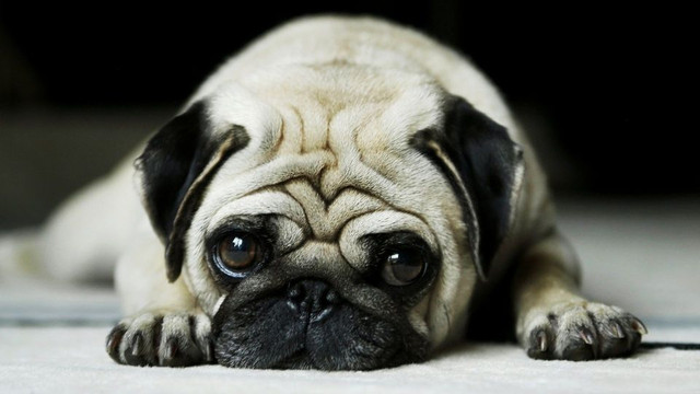 mops-traurig.jpg