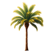 Pngtree-date-palm-tree-20382152