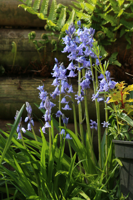 Bluebells.jpg