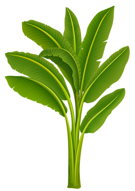 Exotic-Tree-PNG-Image