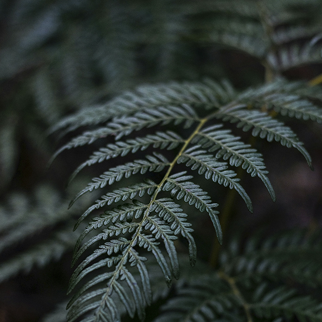 Feto | Pteridium aquilinum