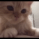 https://i.ibb.co/6vM2vgw/015.gif