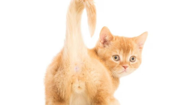Catsup