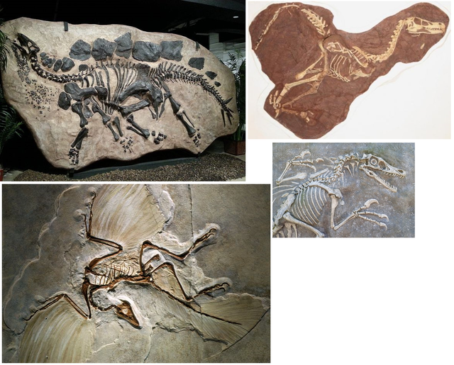 fossils