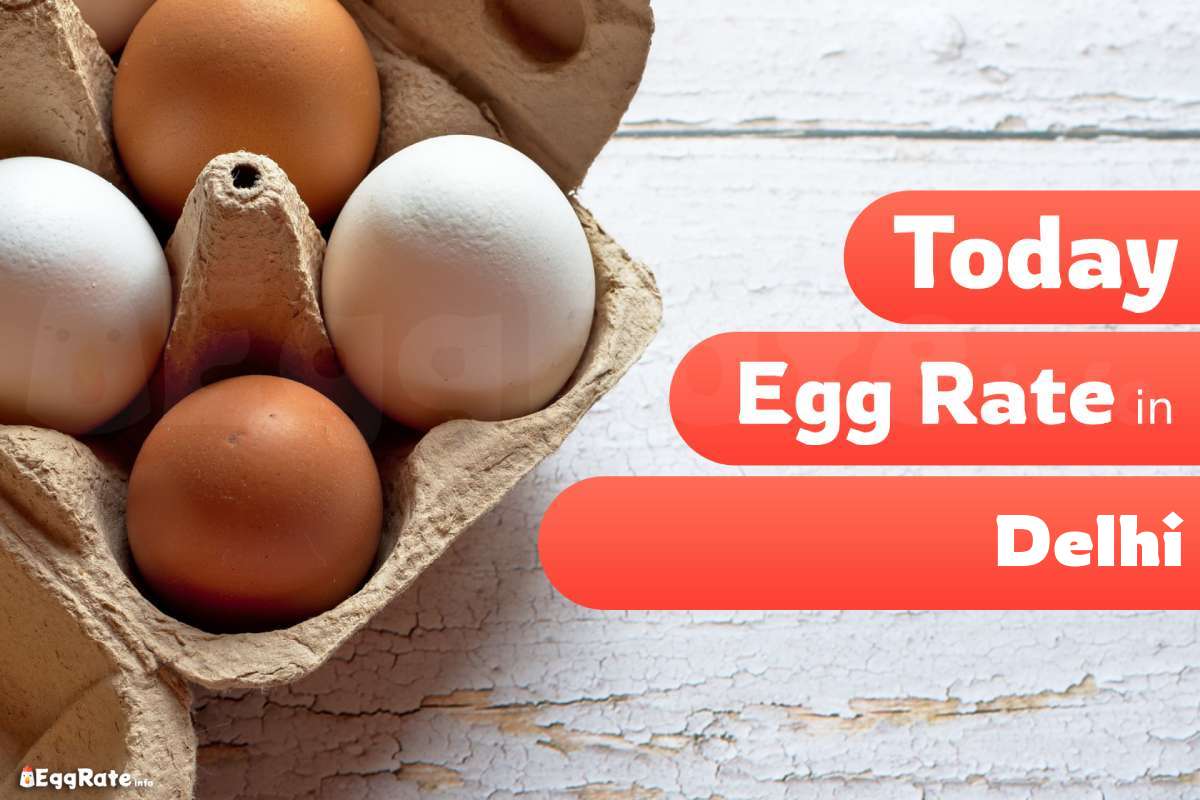 The Fluctuating Egg Price Today in Delhi What You Need to Know