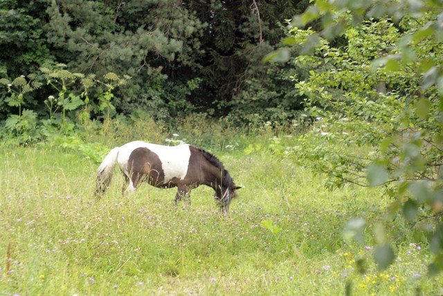 DSC5435-result.jpg
