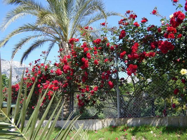 DSC06375