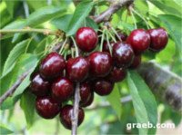 Variétés de cerises: Satin