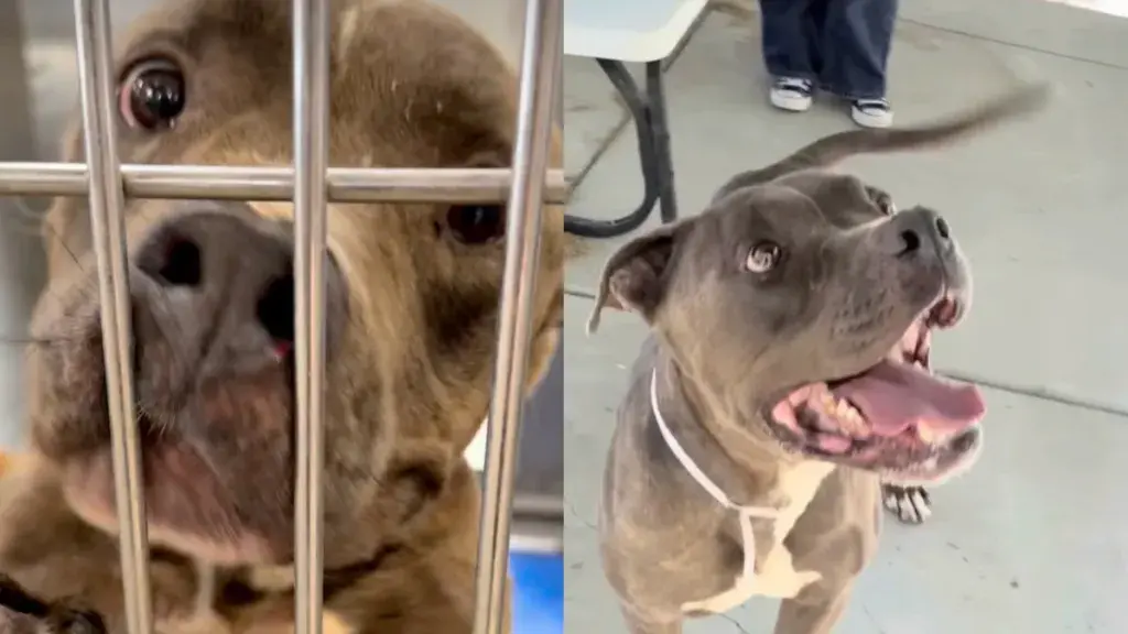 Shelter Dog Refuses to Lose Faith in People