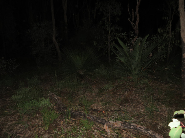 IMG-1003-proc