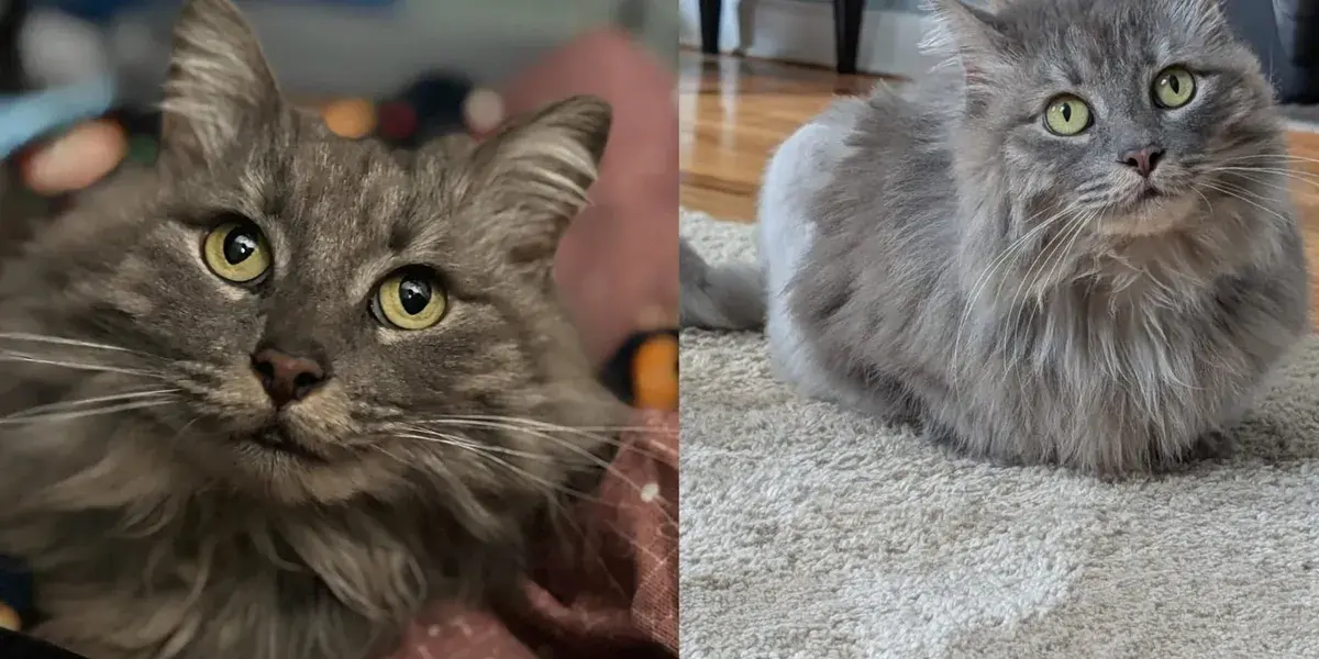 Missing Cat Returns Home After Two Years, Injured But Safe