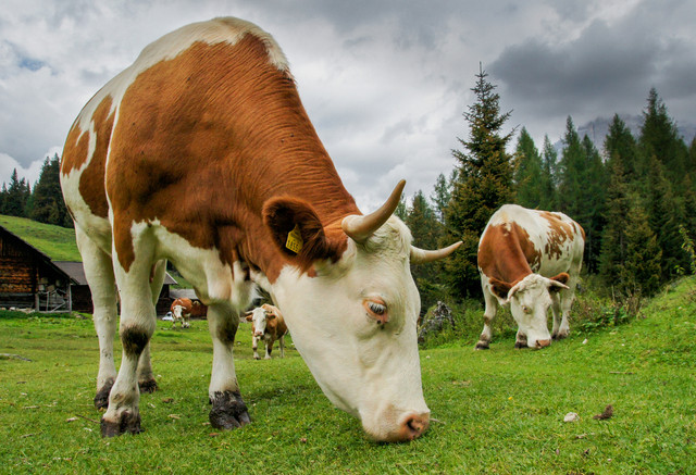 muuuu