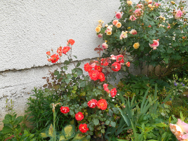 DSCN5099