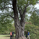 red maple 3502 2