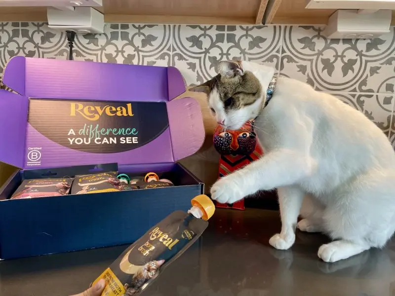 Feline Nutrition Uncovered: Expert Review of Wet Cat Food
