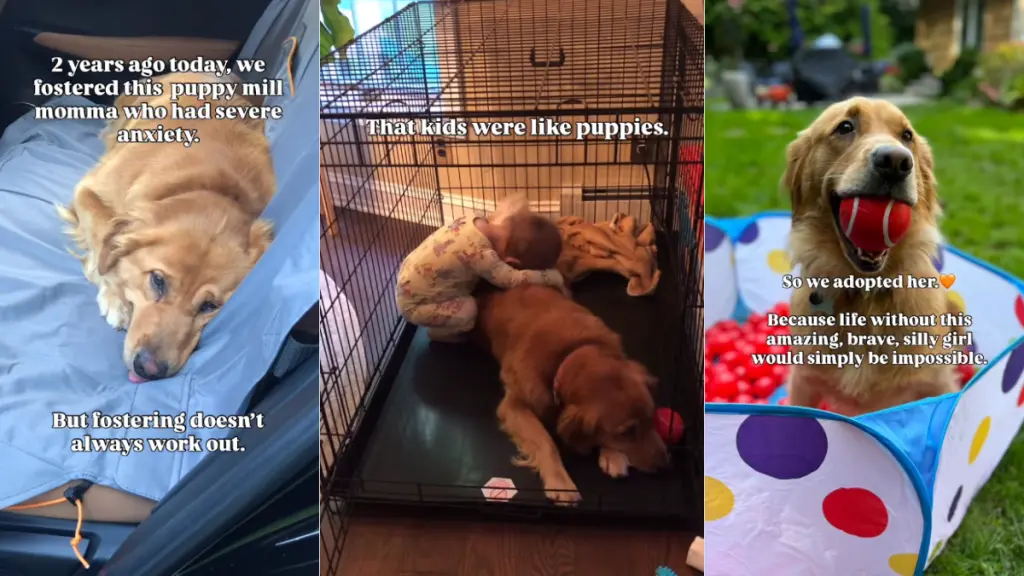 Mama Golden Retriever's Life Transformed