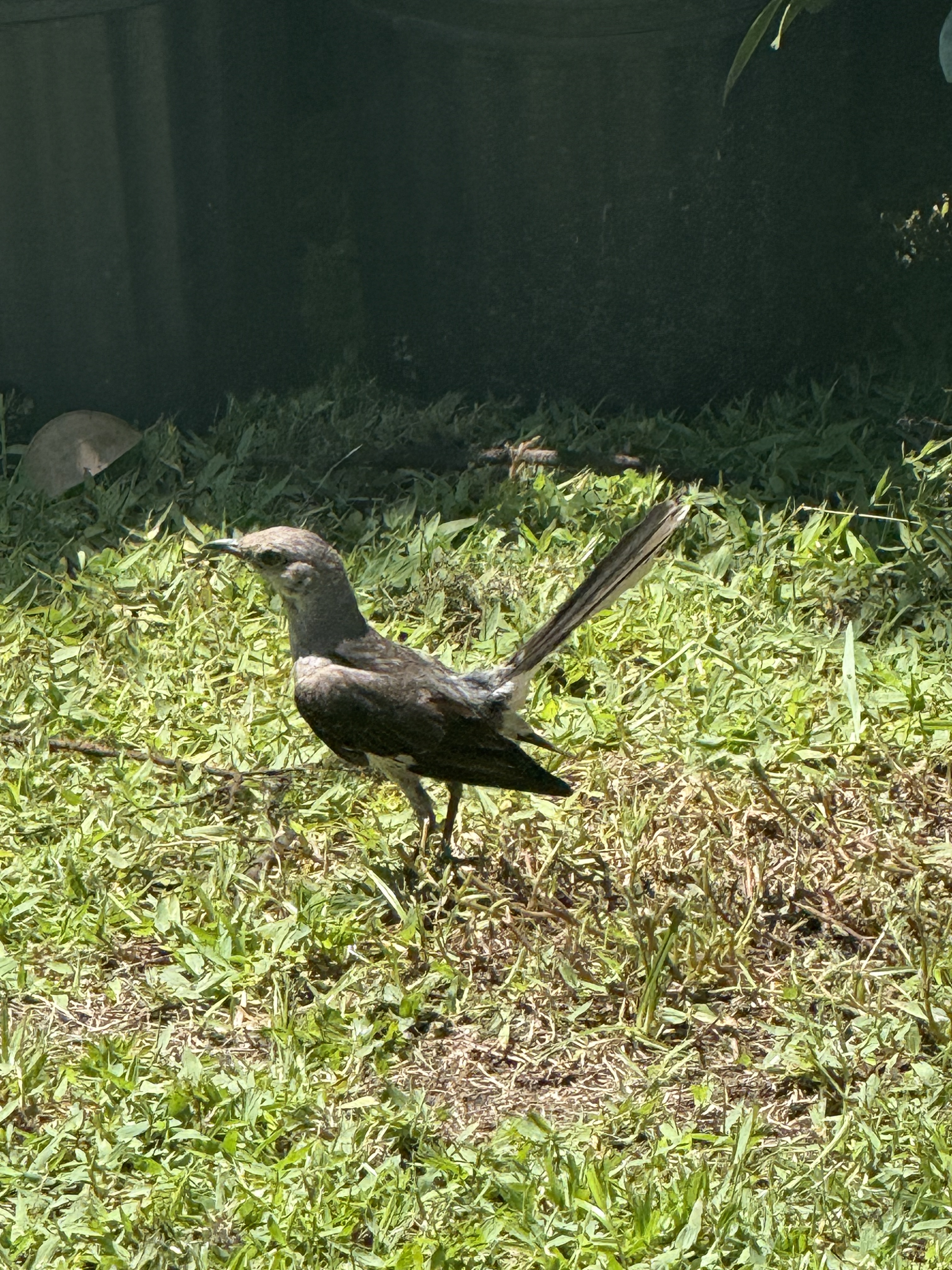 最近認識された鳥の写真