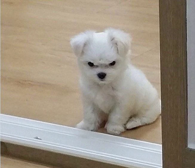 A photo of a white pup looking angry.