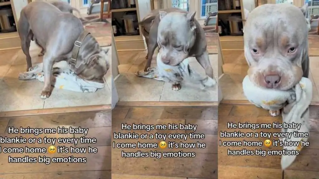 Emotional Dog's Heartwarming Way to Greet Owner