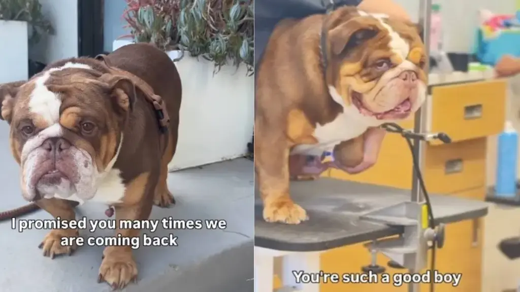The Emotional Toll of Abandonment on Rescue Dogs