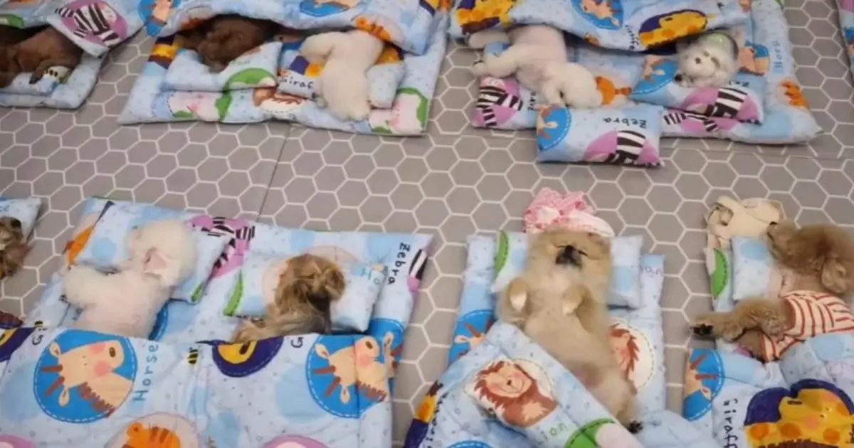 Sweet Puppy Naps Delight Online Viewers